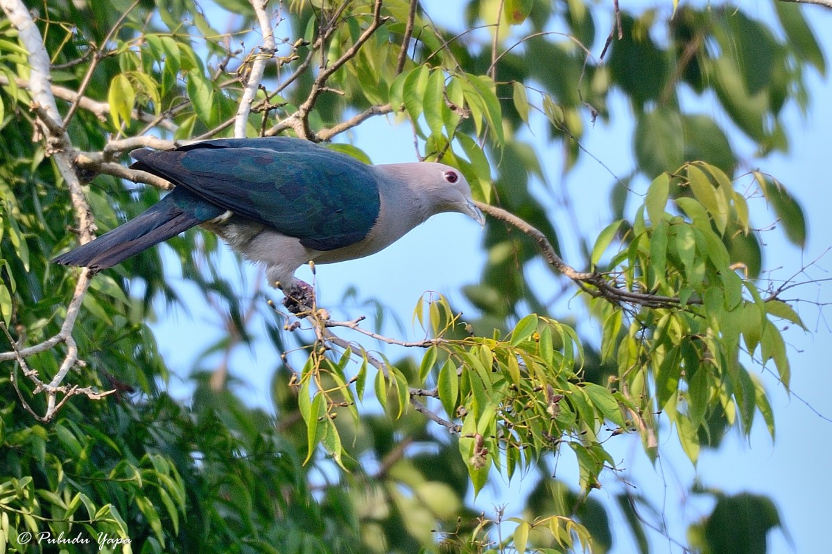 Columbidae